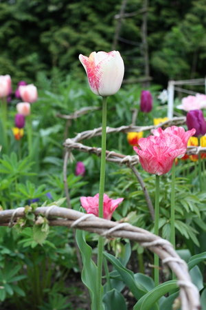 tulipany 9.jpg