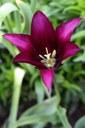 tulipan 8.jpg