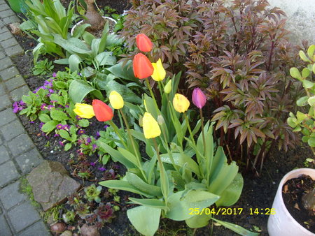 Tulipany 2.JPG