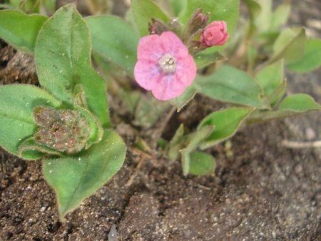 pulmonaria obscura.jpg