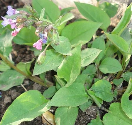 pulmonaria obscurak.jpg