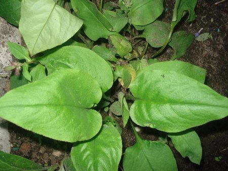 pulmonaria obscurab.jpg