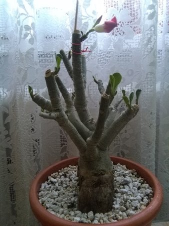 Przycięte adenium 13-05-17 001.jpg