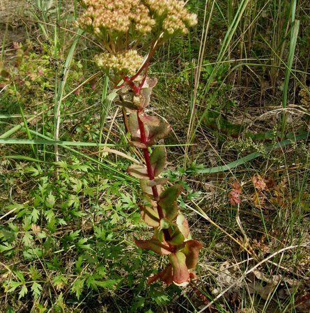 sedum maximum.jpg