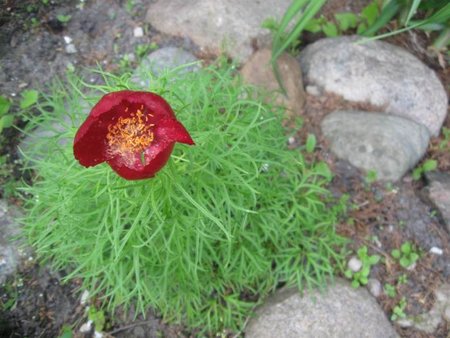 Piwonia delikatna (p.tenuifolia).jpg