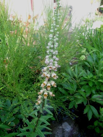 Naparstnica wełnista (Digitalis lanata.JPG