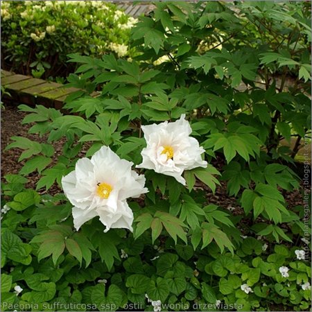 IMGP7478 Paeonia suffruticosa ssp. ostii - Piwonia drzewiasta.JPG