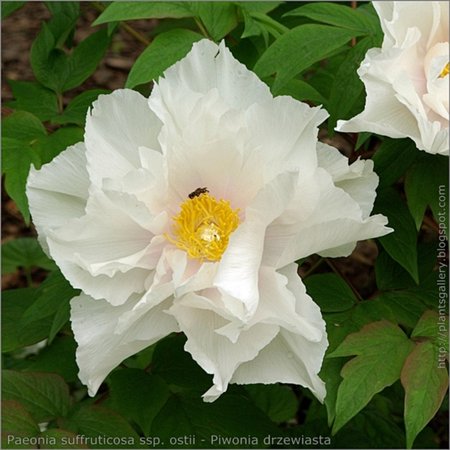 IMGP7477 Paeonia suffruticosa ssp. ostii flower - Piwonia drzewiasta kwiat.JPG