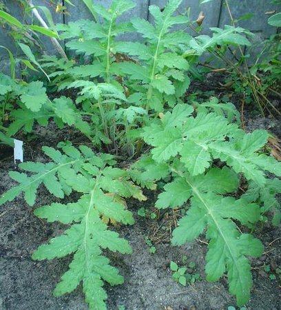 tanacetum macrophyllum.jpg