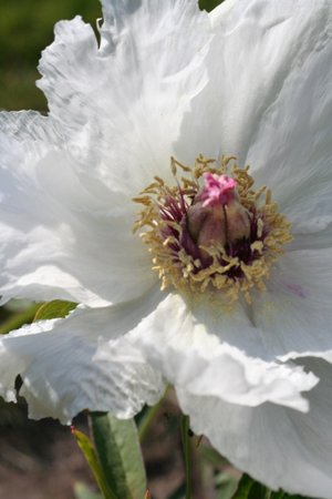 Paeonia_ostii_'Feng_dan_bai'.jpg