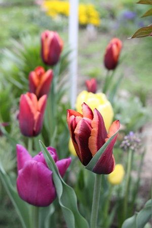 tulipany 22.jpg