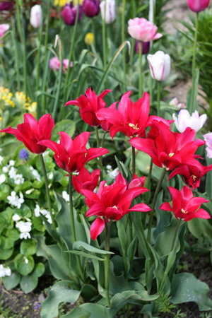 tulipany 20.jpg