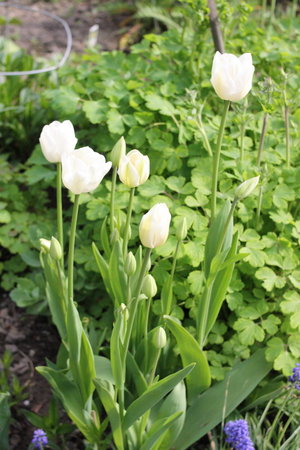 tulipany 24.jpg