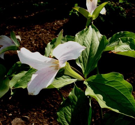 Trillium ovatum.jpg