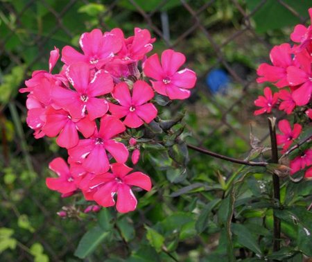 paniculata 'Starfire'.jpg