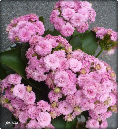 kalanchoe.JPG