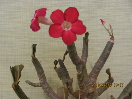 Adenium 001.JPG