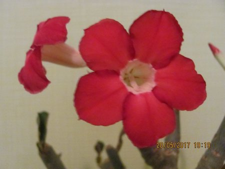 Adenium 003.JPG