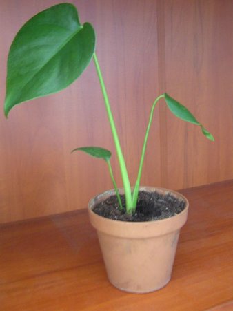 monstera mala2 brazowa.jpeg