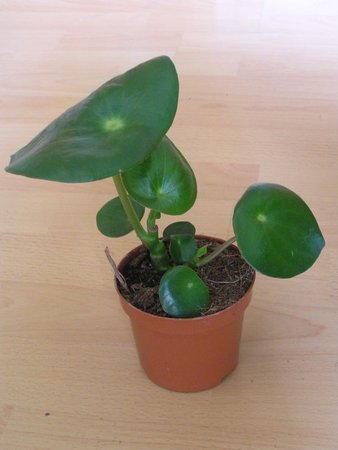 Peperomia polybotrya -'Raindrop.jpeg