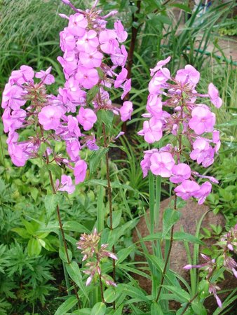 phlox maculata '.JPG