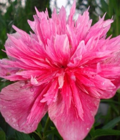 Piwonia majowa  lekarska Rosea Plena  Paeonia officinalis Rosea Plena.jpg