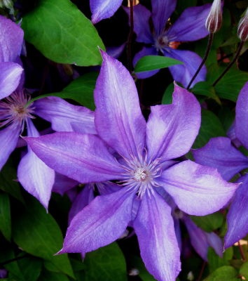 powojnik 'Bagatelle' ('Dorothy Walton') - Clematis.jpg