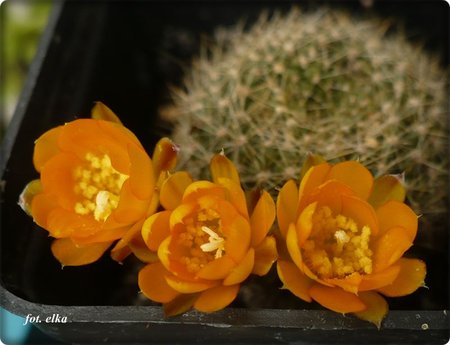 Rebutia marsoneri.JPG