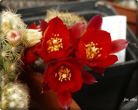 Rebutia spegazziniana.JPG