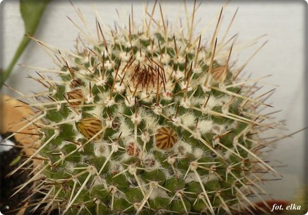 Mammillaria karwinskiana.JPG