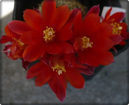 Aylostera (Rebutia spegazziniana).JPG