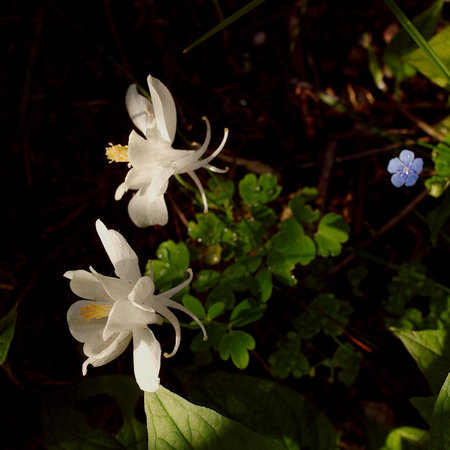 2017-05-27falun.jpg