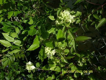 Clematis.JPG