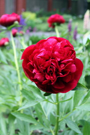 peonia 1.jpg