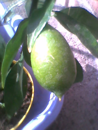 Limonella  owoc już duży.jpg