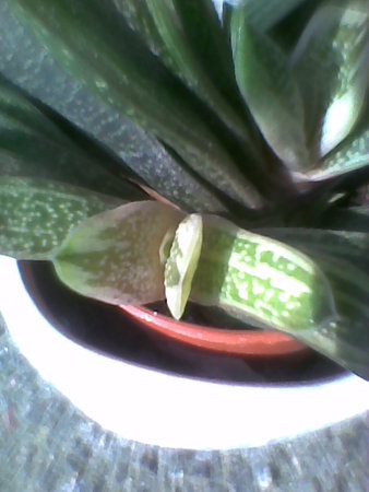 Gasteria „Little Warty“ odrost.jpg