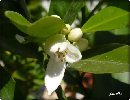 pomarańczka.JPG