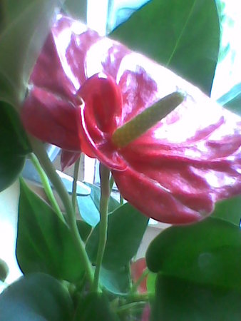 Anthurium andreanum (anturium Andreego)  czerwone portret ;).jpg