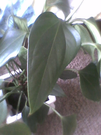 Anthurium andreanum FIORINO liść zbliżenie.jpg