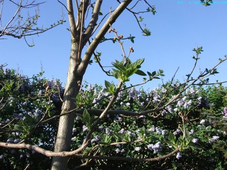 21.05.17 paulownia  jeszcze z paczkami kwiatowymi.jpg