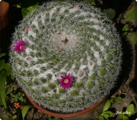 Mammillaria klissingiana..JPG