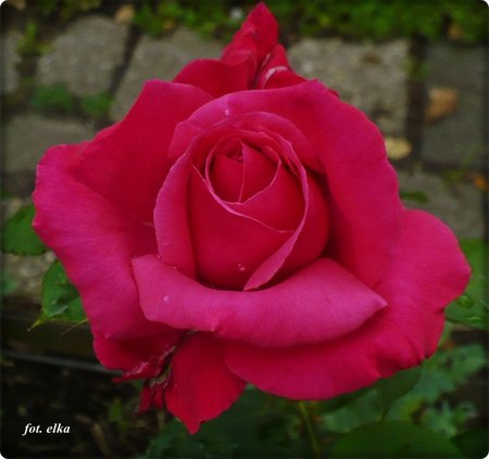 róża2.JPG