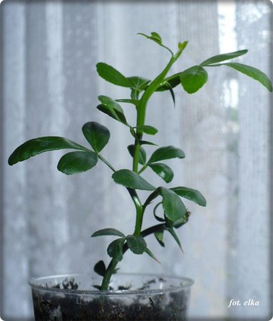 trifoliata2.JPG