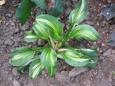 Funkia undulata ‘Mediovariegata’..jpg