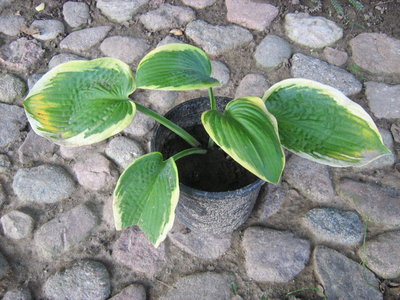 Hosta ‘Frances Williams’.jpg