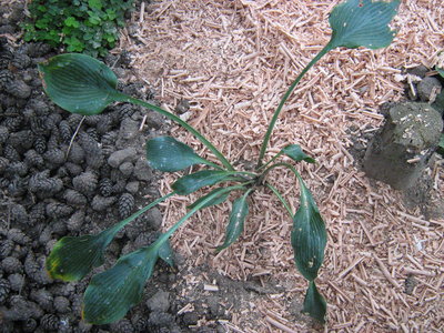 Hosta 'Blue Diamond'.jpg