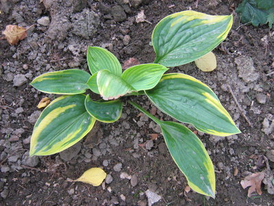 Hosta fortunei ‘Aureomarginata’.jpg