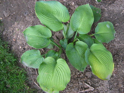 Hosta sieboldiana 'Elegans'.jpg