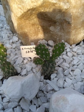 Kaktusy mrozoodporne 012.jpg