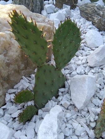 Kaktusy mrozoodporne 014.jpg